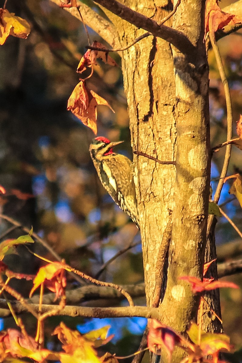 Yellow-bellied Sapsucker - ML282600401