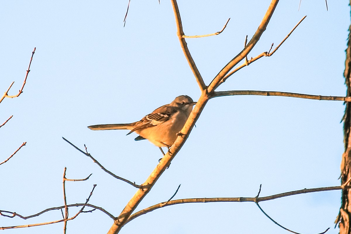 Northern Mockingbird - Jodi Boe