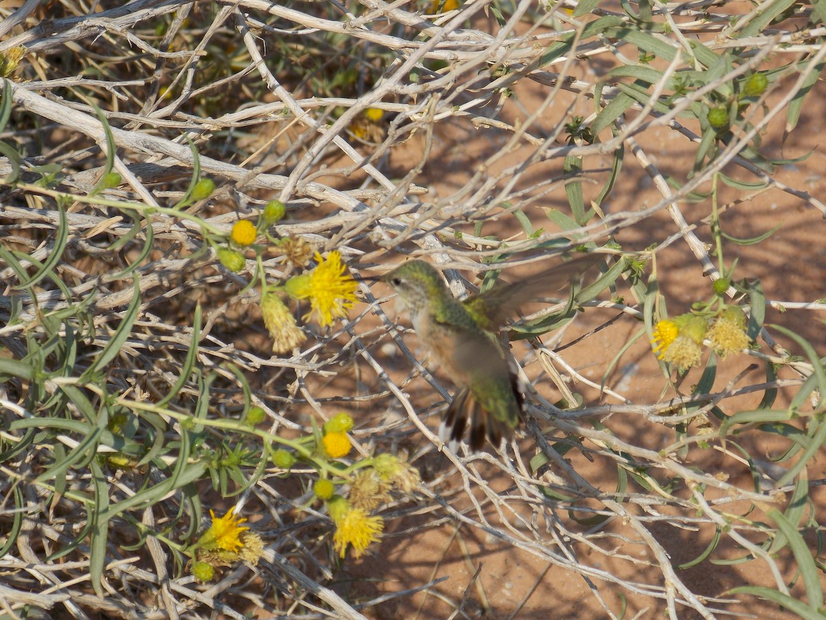 Rufous Hummingbird - ML282601601