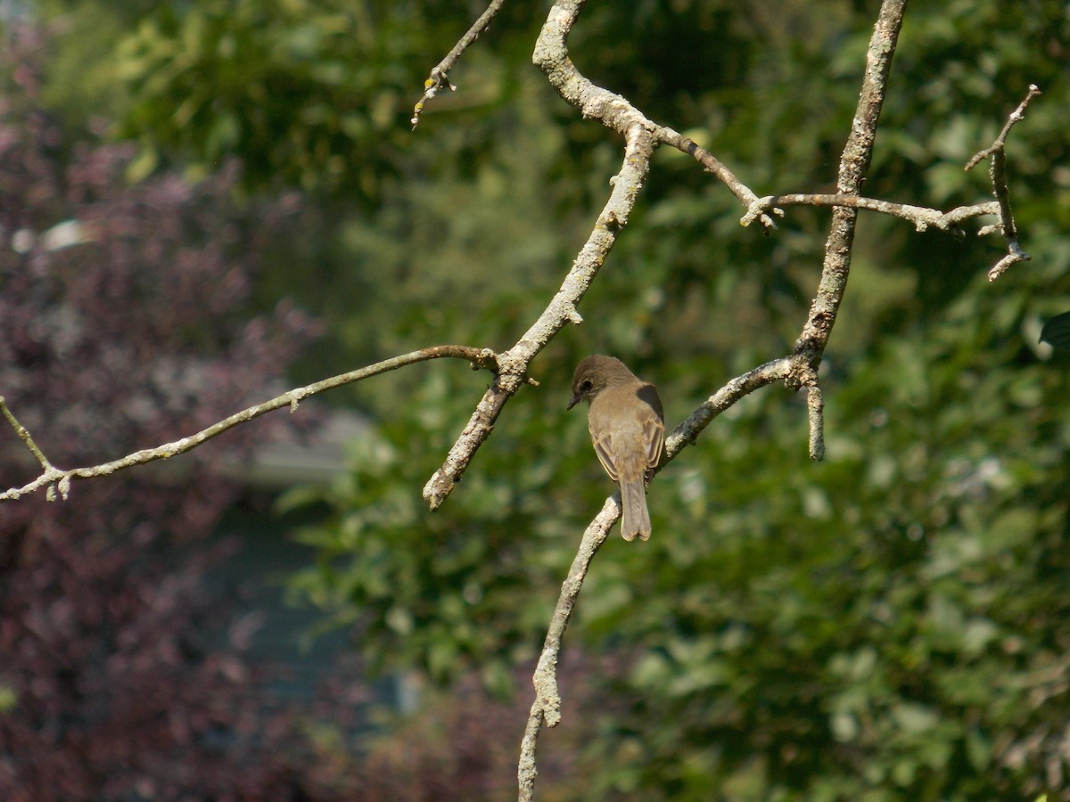 Eastern Phoebe - ML282605041