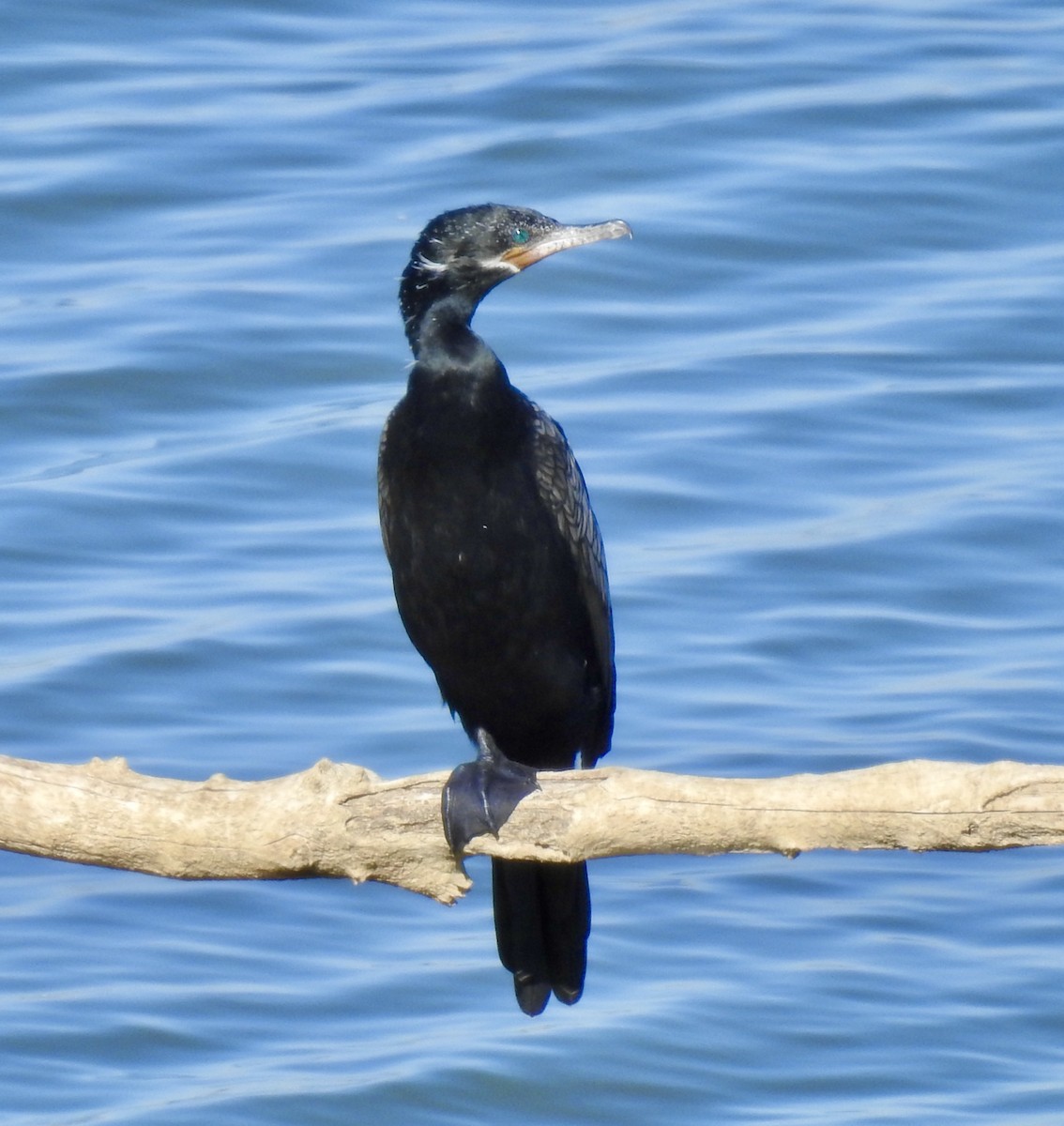 Neotropic Cormorant - ML282607861