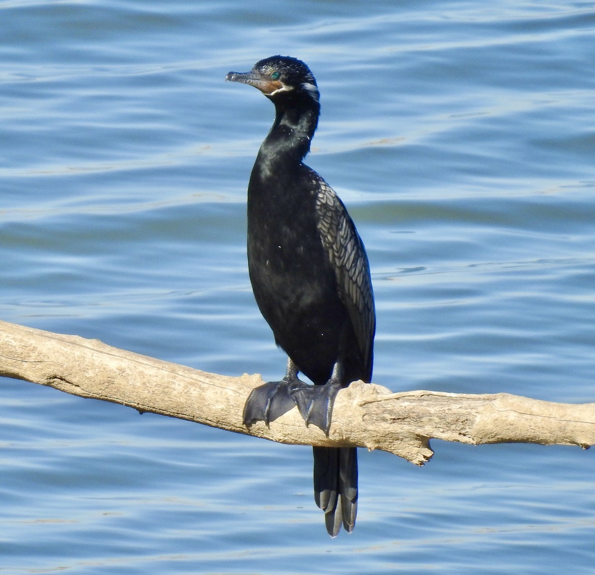 Neotropic Cormorant - ML282607871