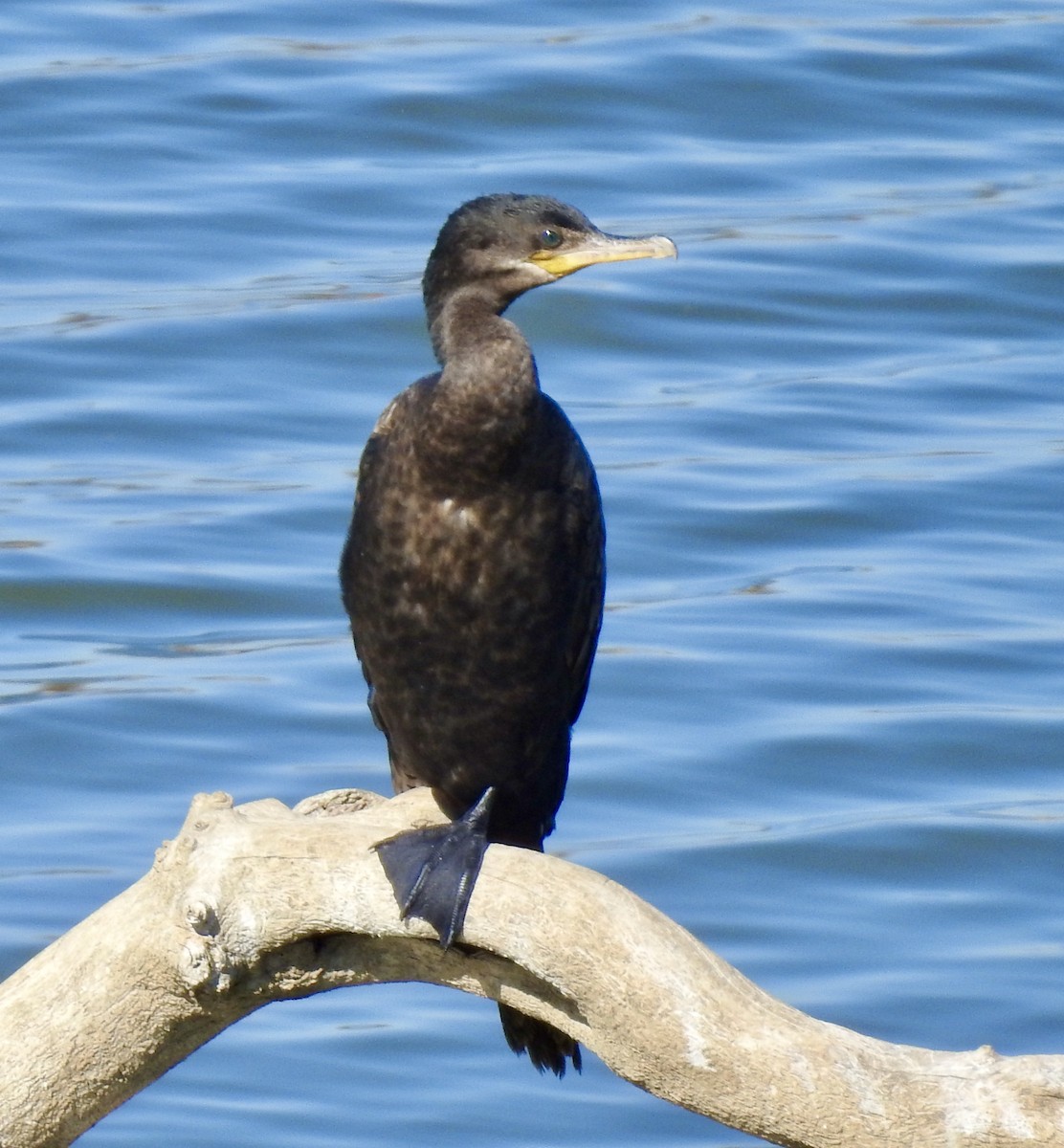 Neotropic Cormorant - ML282607881