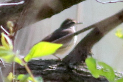 Northern Waterthrush - ML28260861