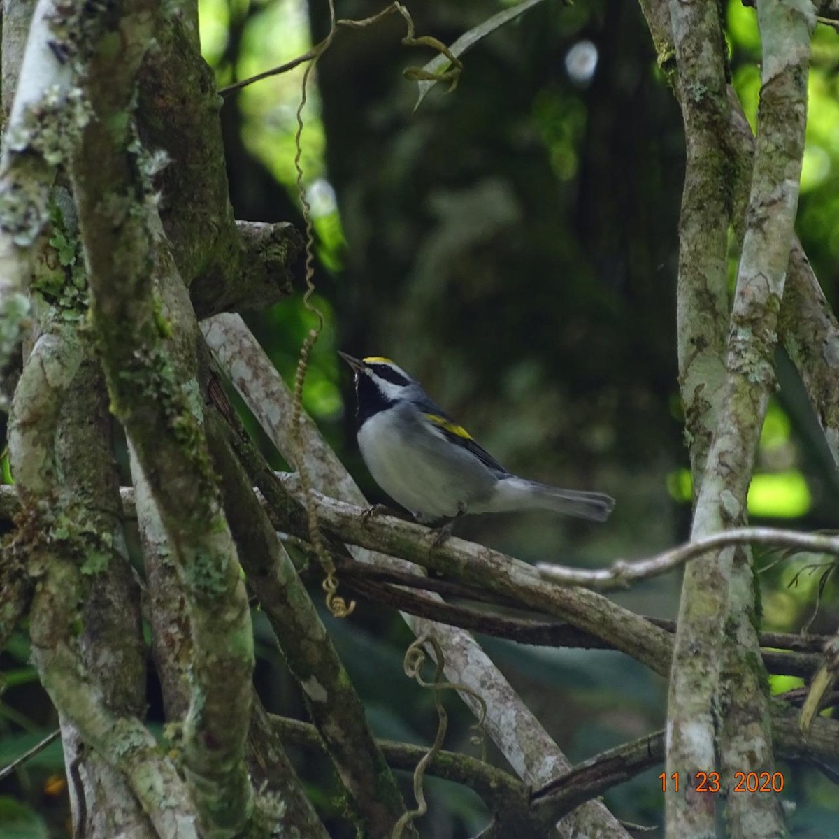 Golden-winged Warbler - ML282609851