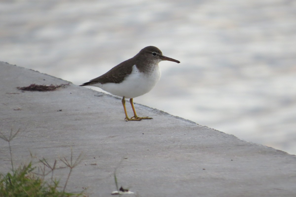 Spotted Sandpiper - Aditya Nayak