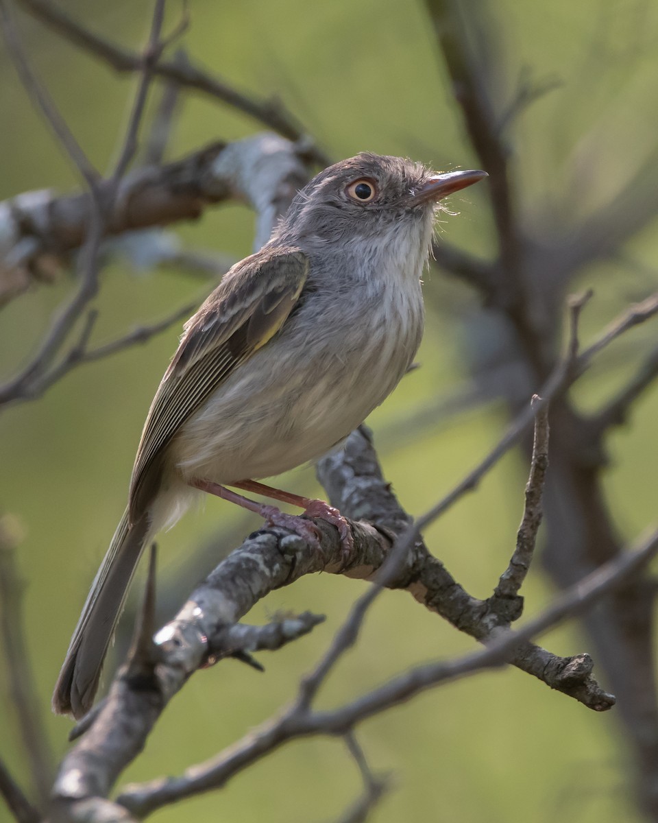 Pearly-vented Tody-Tyrant - ML282612261