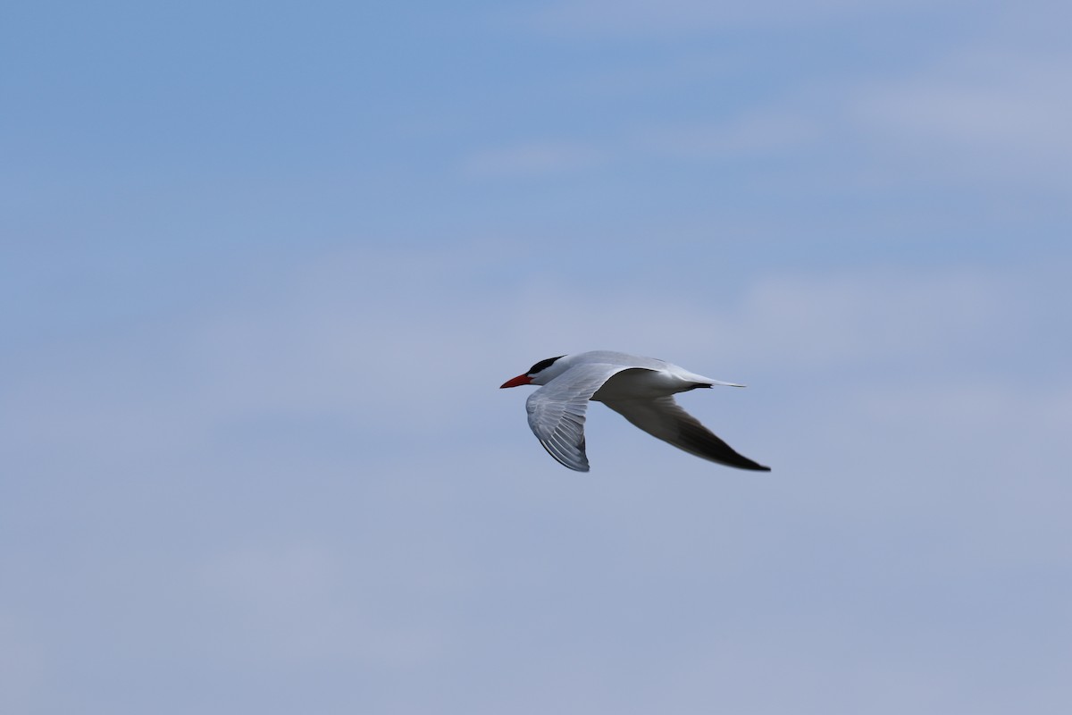 Caspian Tern - David Lambeth