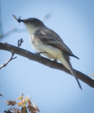 Eastern Phoebe - ML28261381