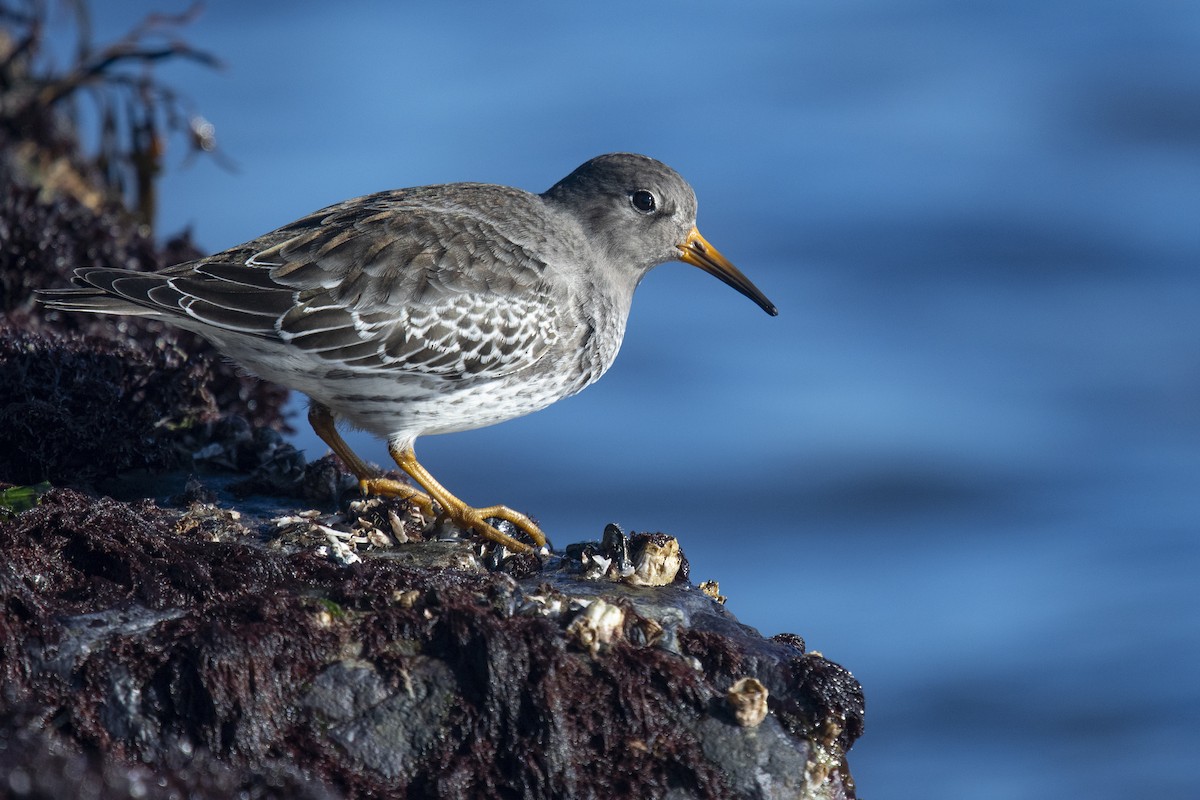 Purple Sandpiper - Reed Robinson