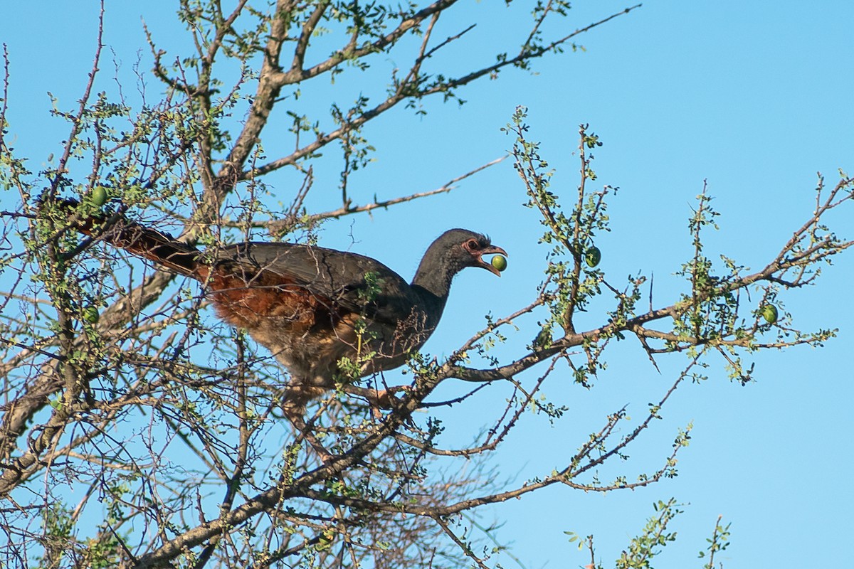 Chaco Chachalaca - ML282615481