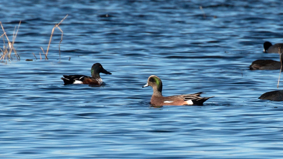 American Wigeon - Jim Gain