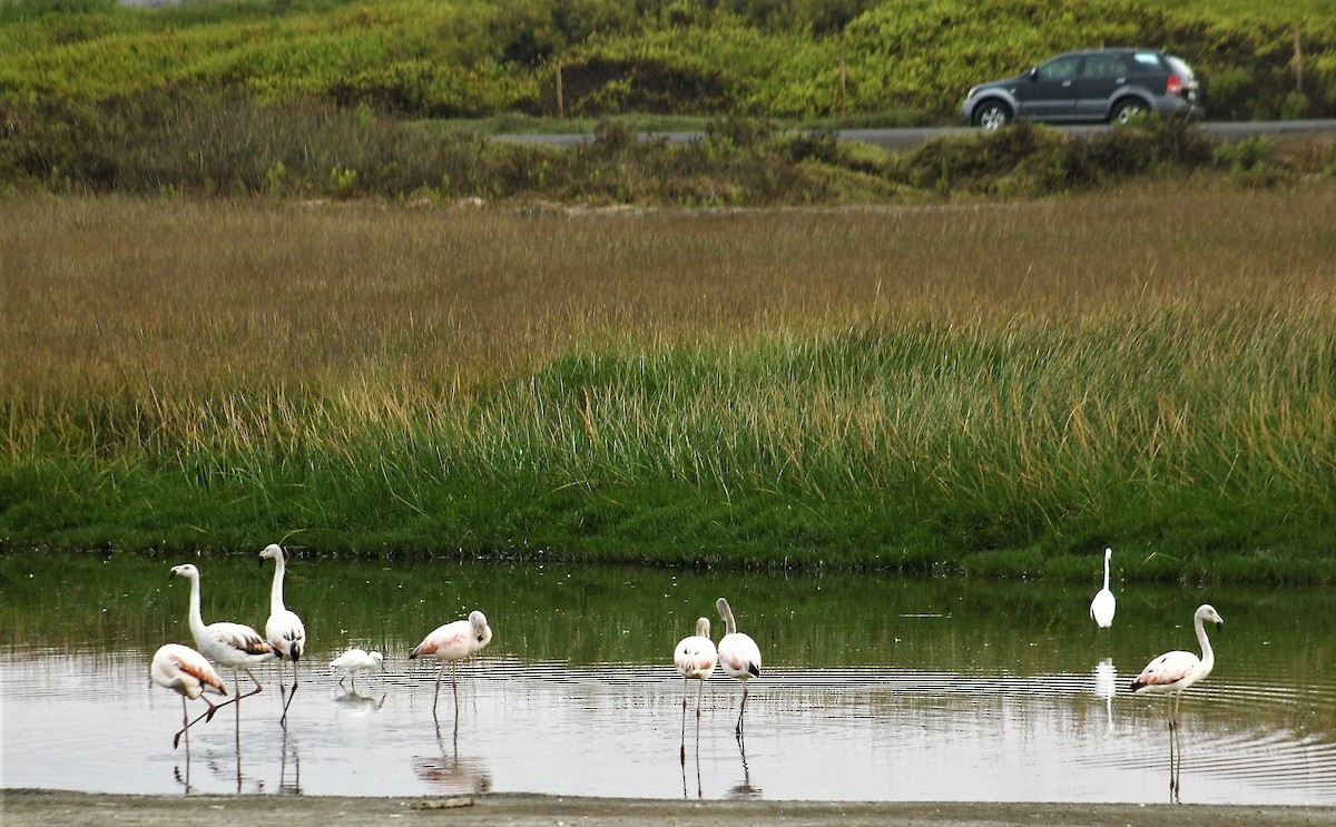 Chilean Flamingo - Fidel Lara Valdés