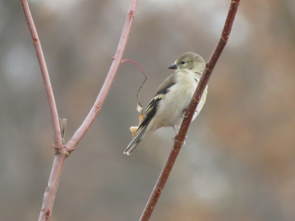 American Goldfinch - ML282618101
