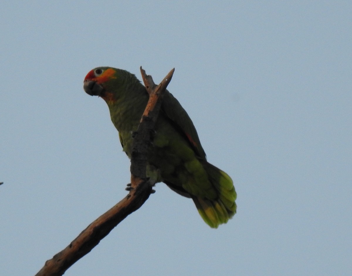 Red-lored Parrot - ML282618491