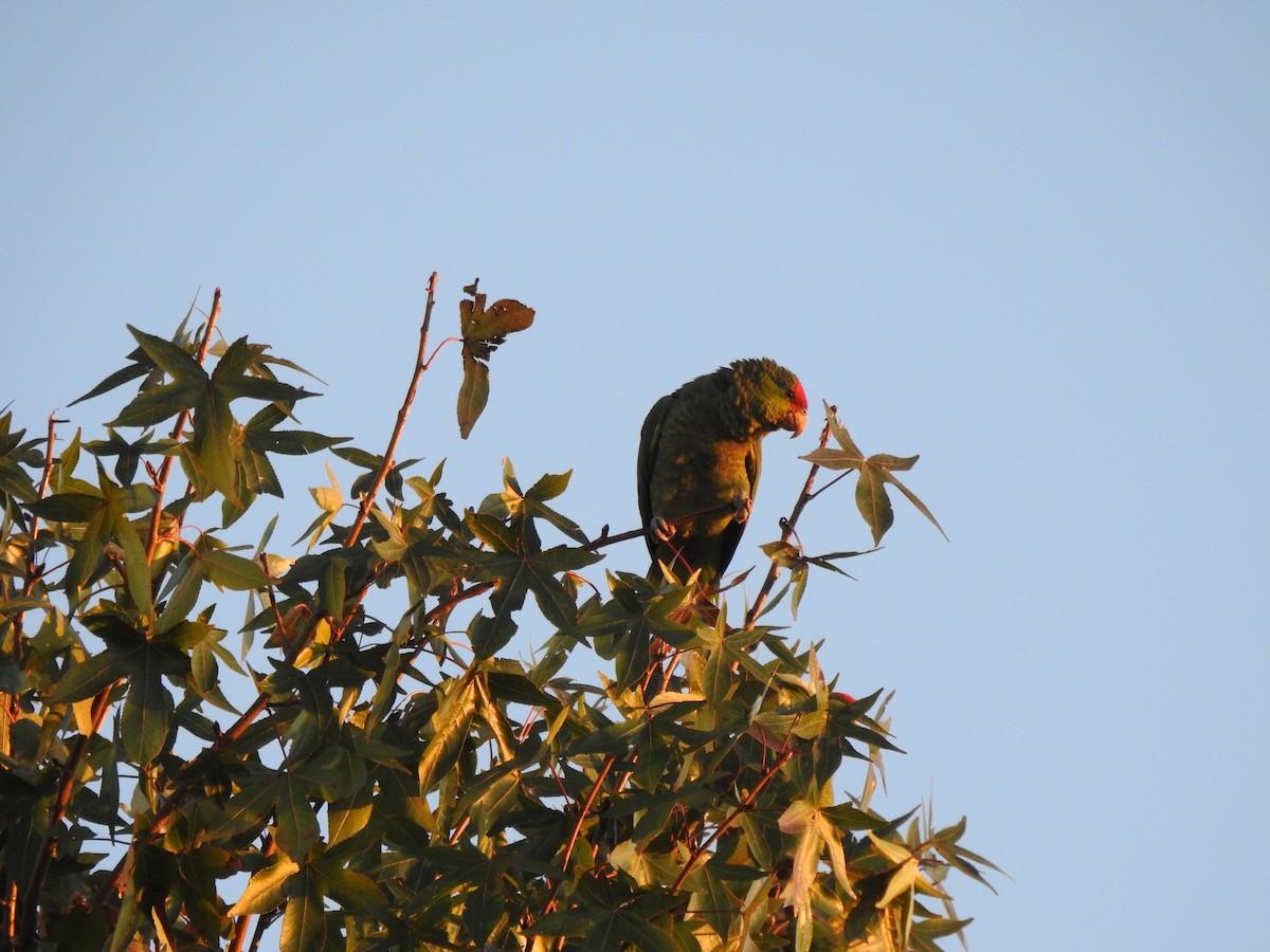 Red-crowned Parrot - ML282619021