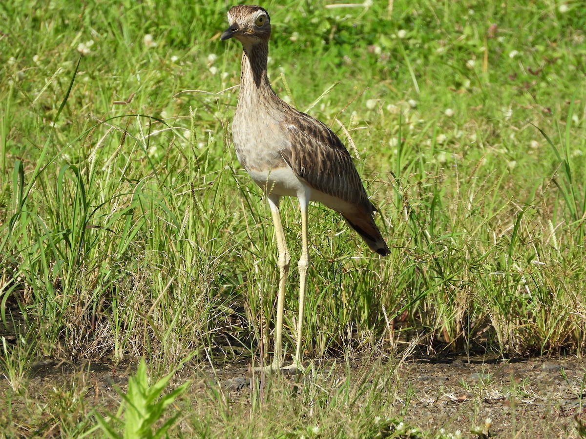 Double-striped Thick-knee - Jessy Lopez Herra