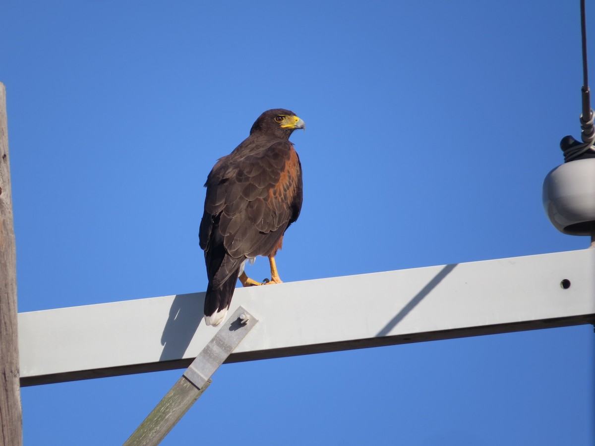 Harris's Hawk - ML282620071