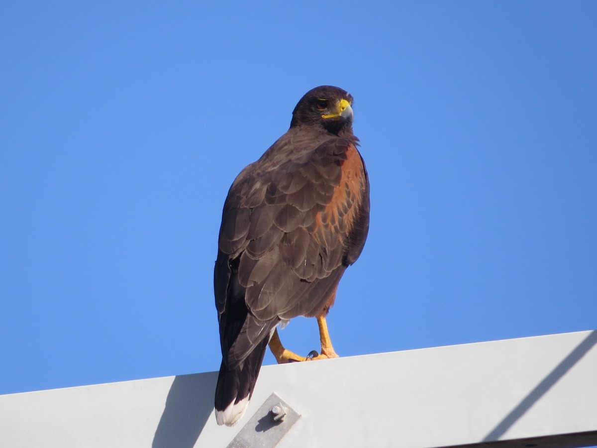 Harris's Hawk - ML282620121