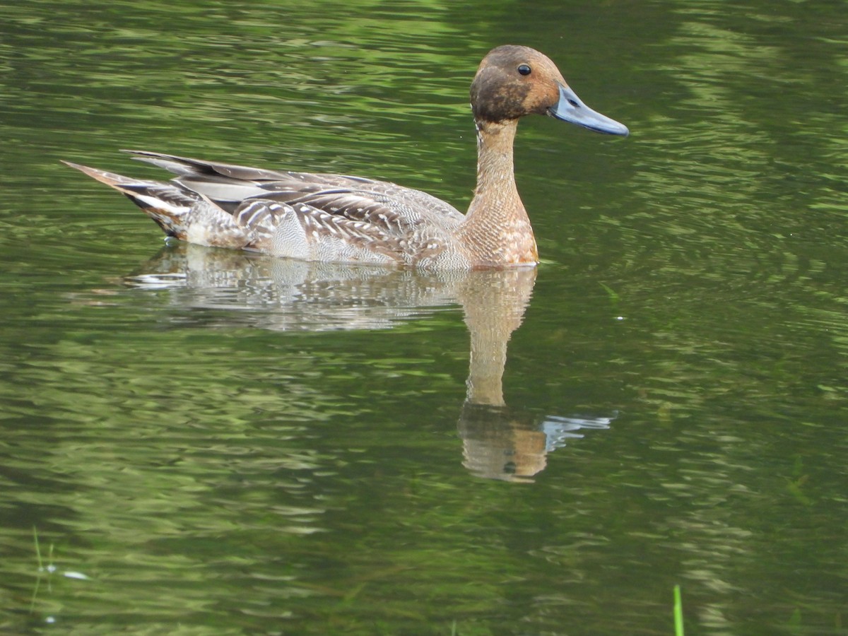 Northern Pintail - Jessy Lopez Herra