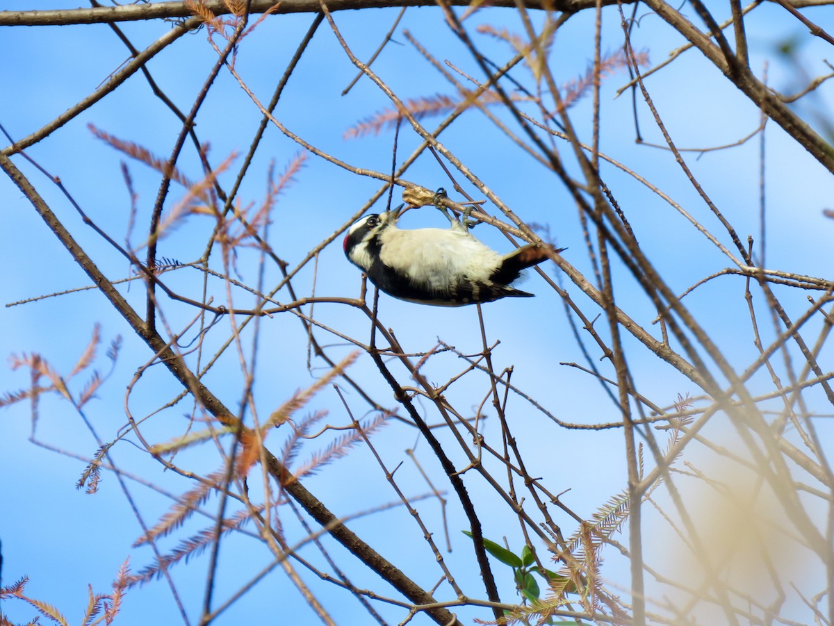 Downy Woodpecker - ML282620241