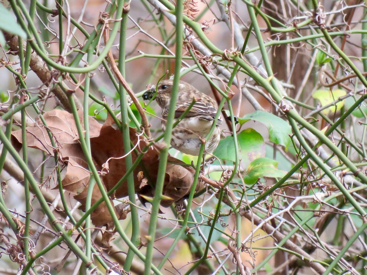 Purple Finch - ML282620361