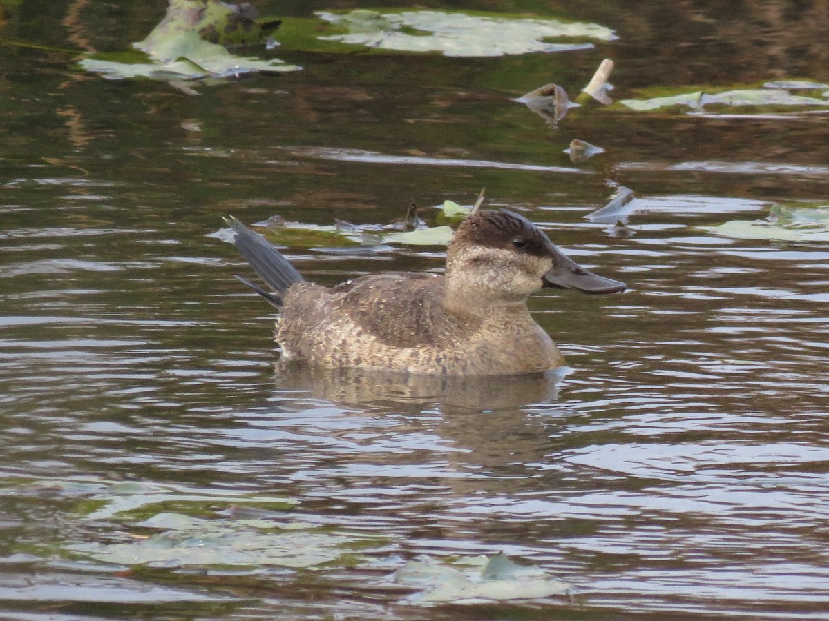 Ruddy Duck - ML282621551