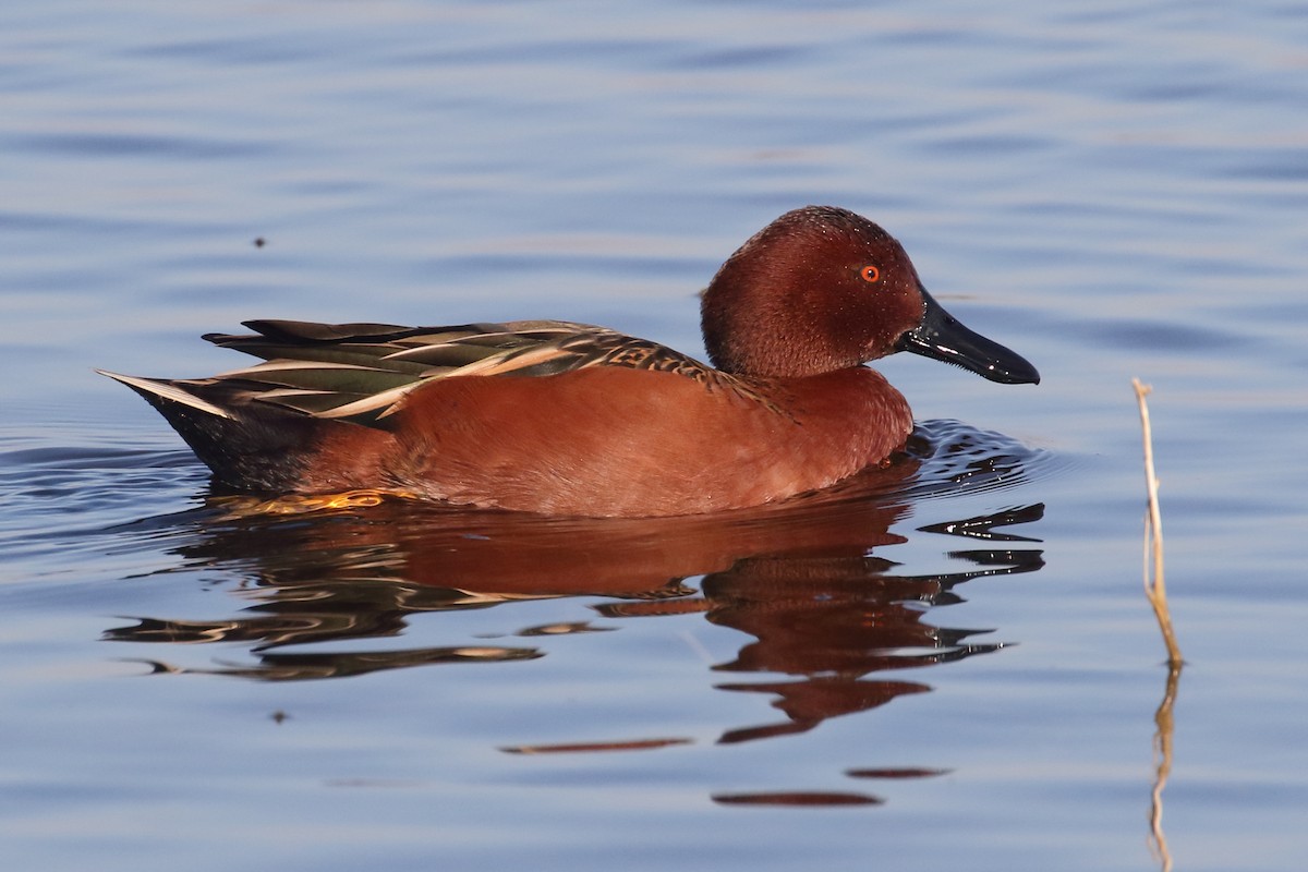 Cinnamon Teal - Linda Pittman