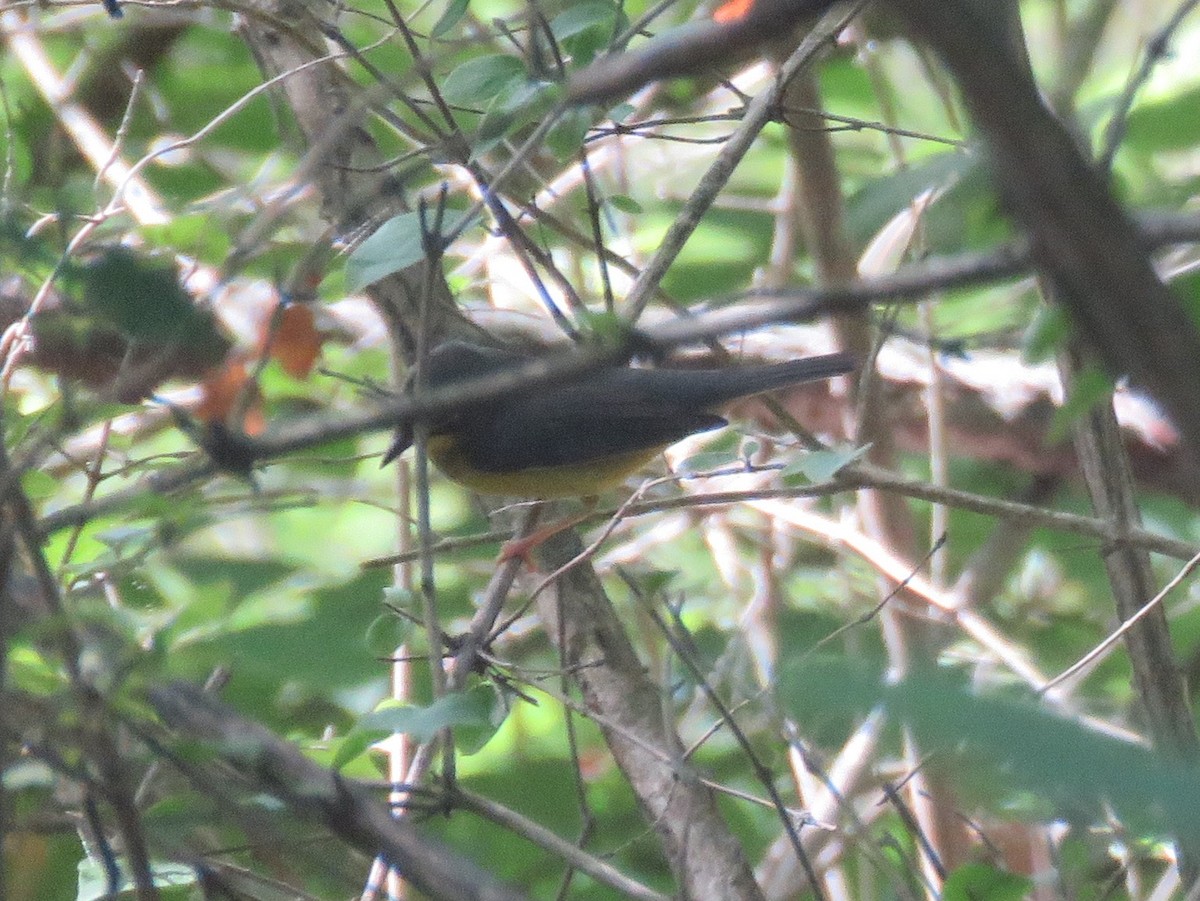 Canada Warbler - ML282630241
