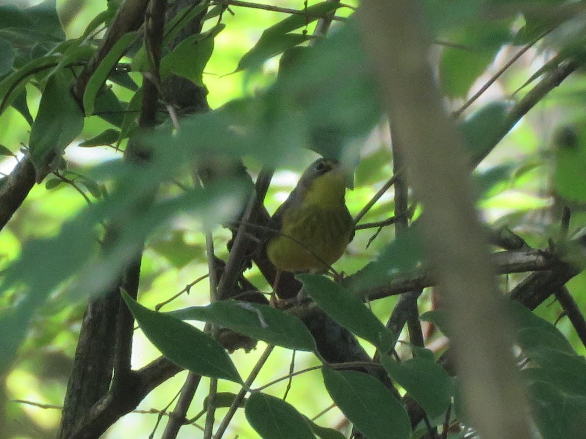 Canada Warbler - ML282630251