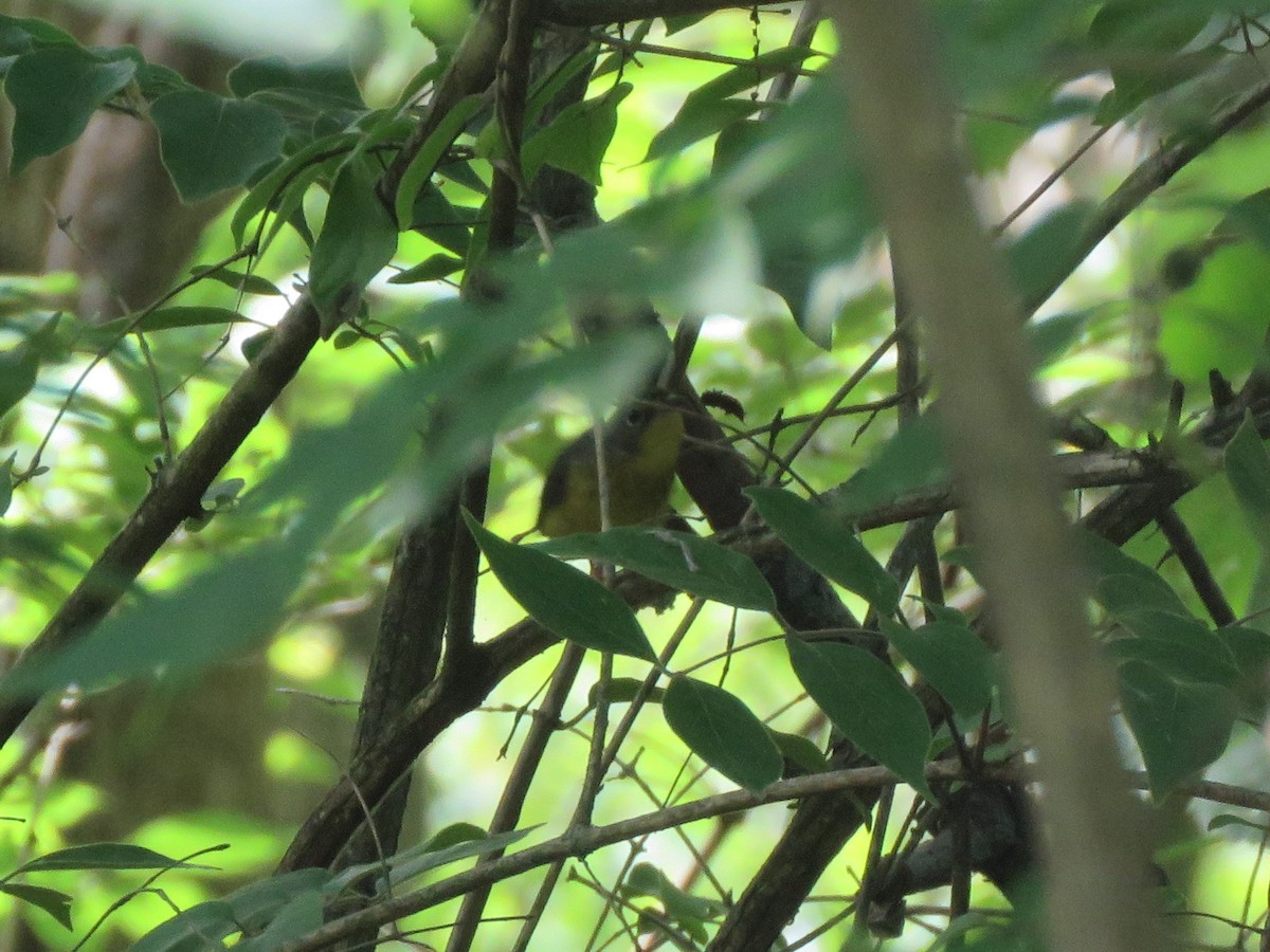 Canada Warbler - ML282630261