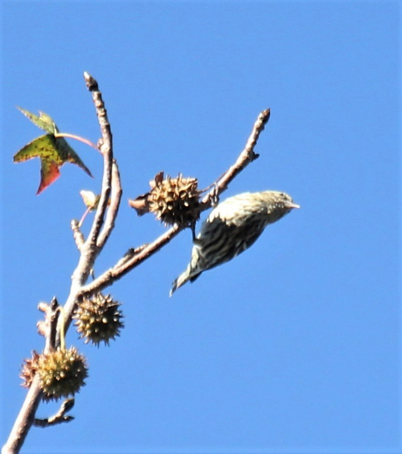 Pine Siskin - Lawrence Gardella