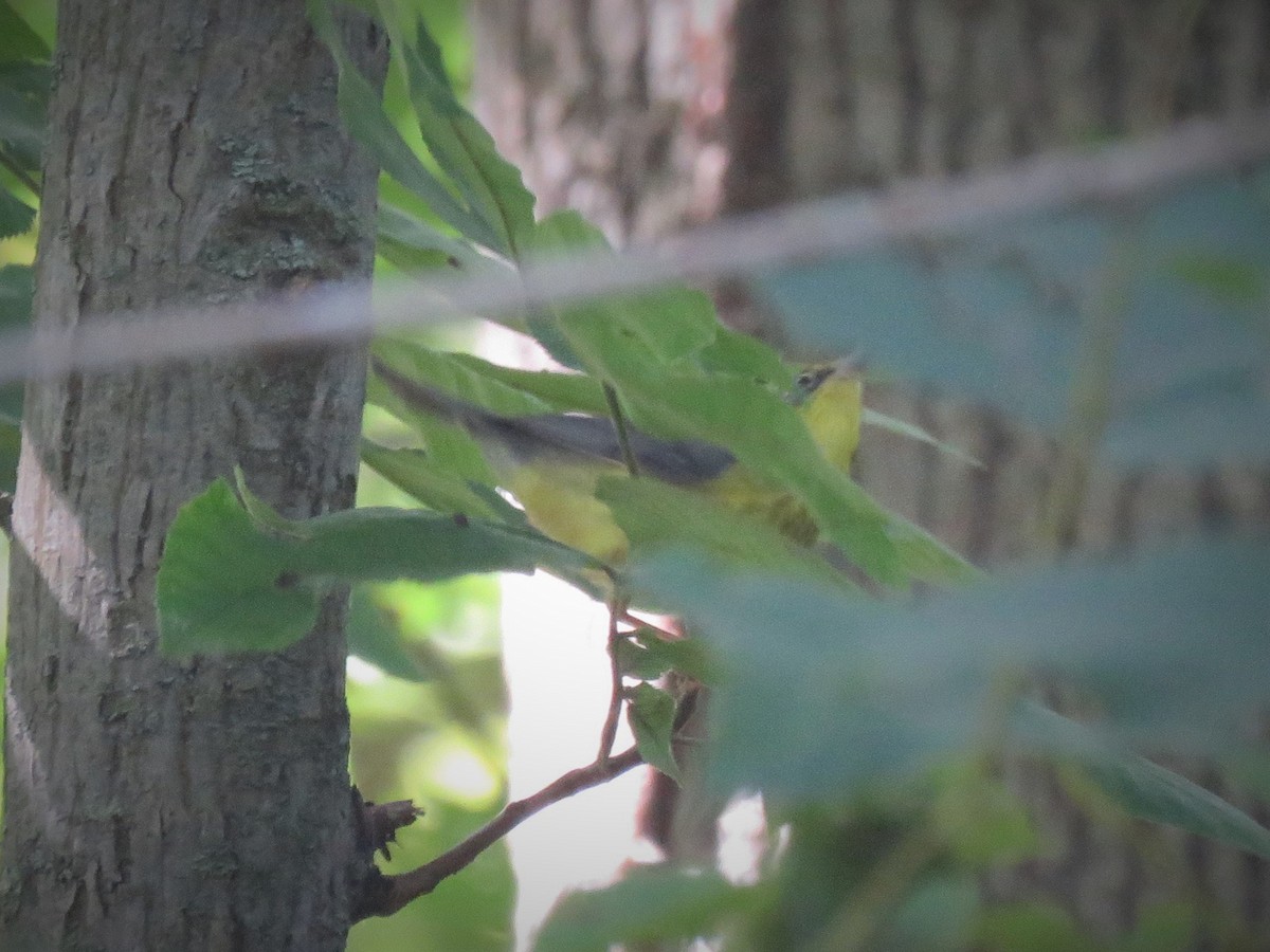 Canada Warbler - ML282630281