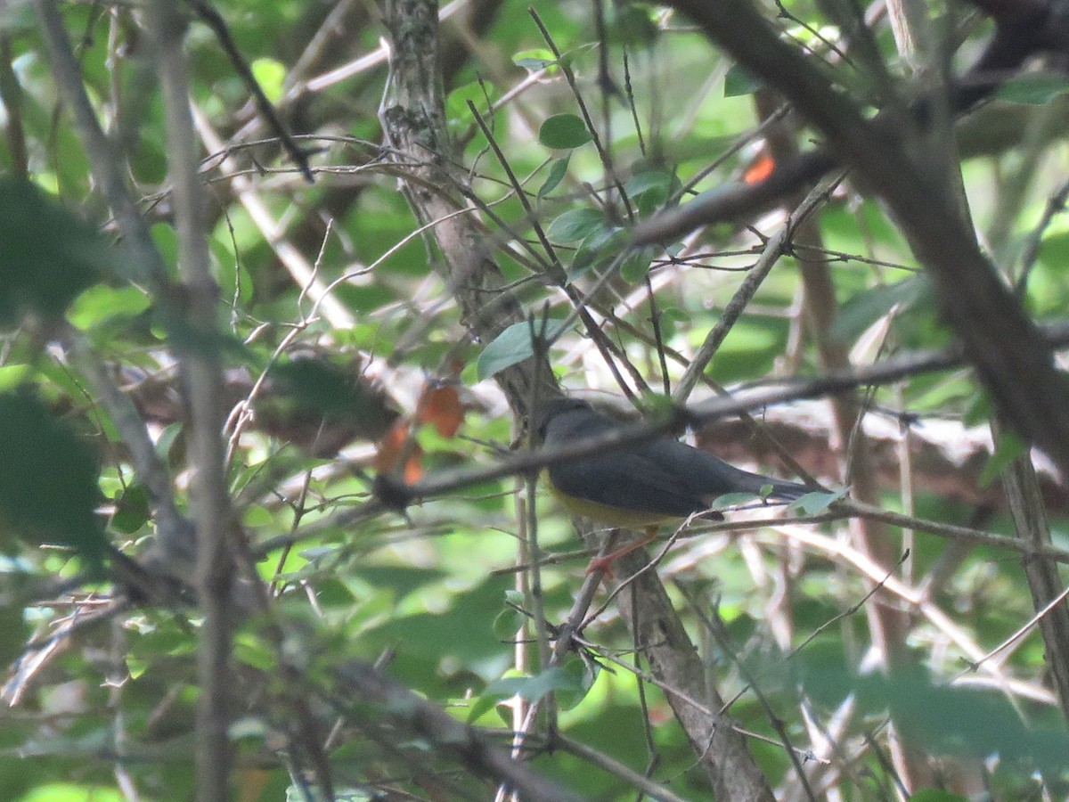 Canada Warbler - ML282630291