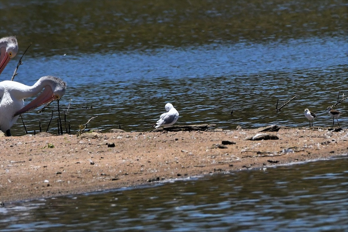 Mouette argentée (novaehollandiae/forsteri) - ML282631421