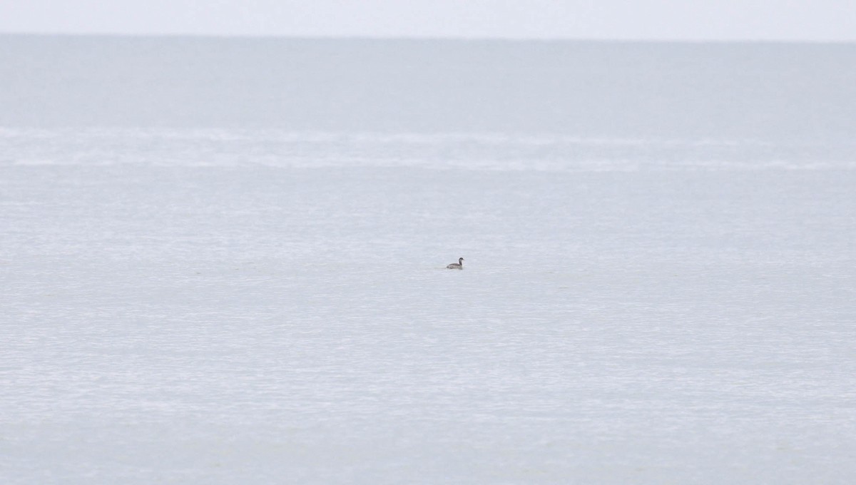 Eared Grebe - ML282631461