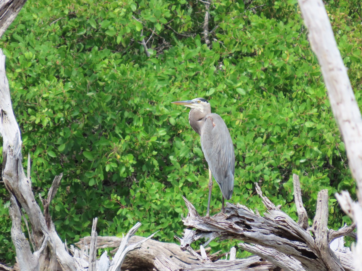 Garza Azulada - ML282632041