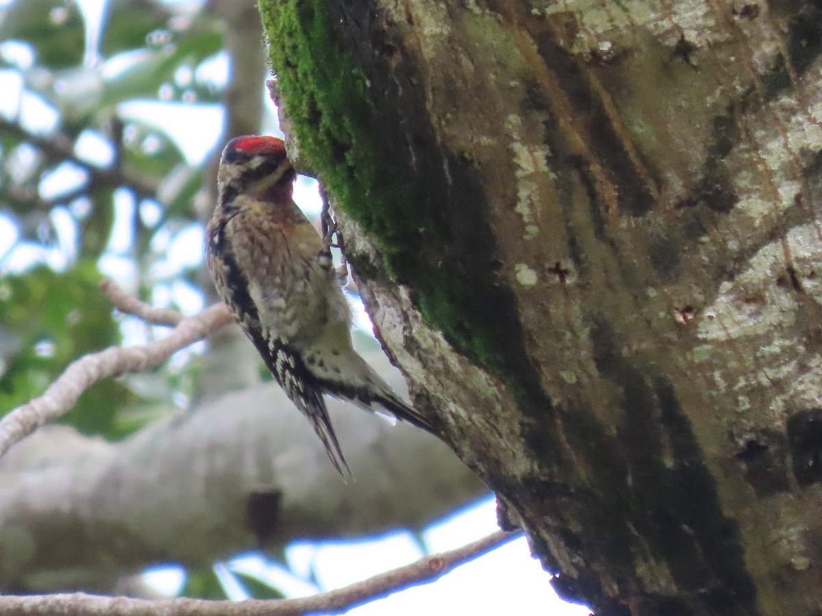 Yellow-bellied Sapsucker - Anuar Acosta