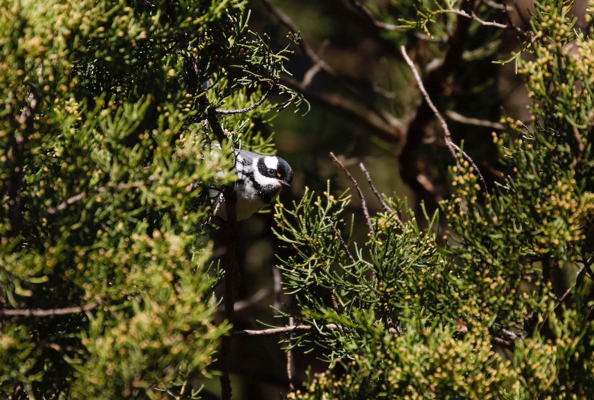 Black-throated Gray Warbler - Mike Collins