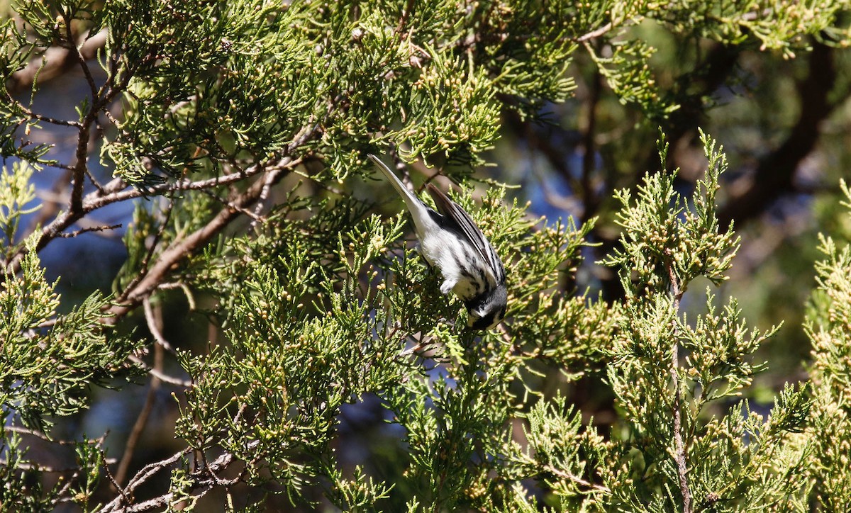 Black-throated Gray Warbler - Mike Collins