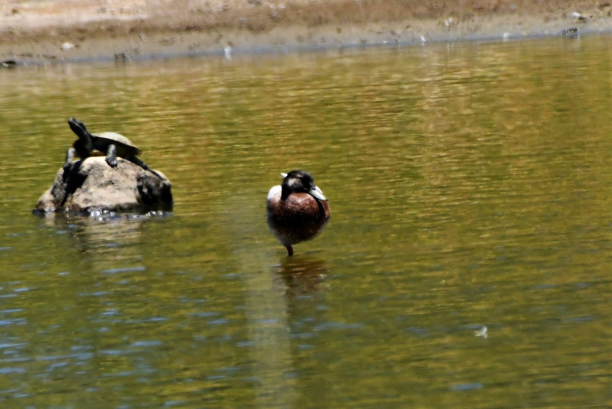 Mallard (Domestic type) - Sam Adams