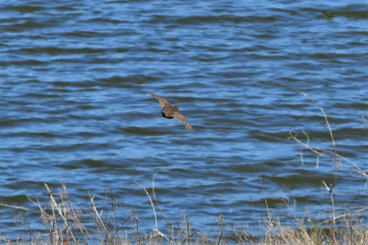 Brown Quail - ML282635291