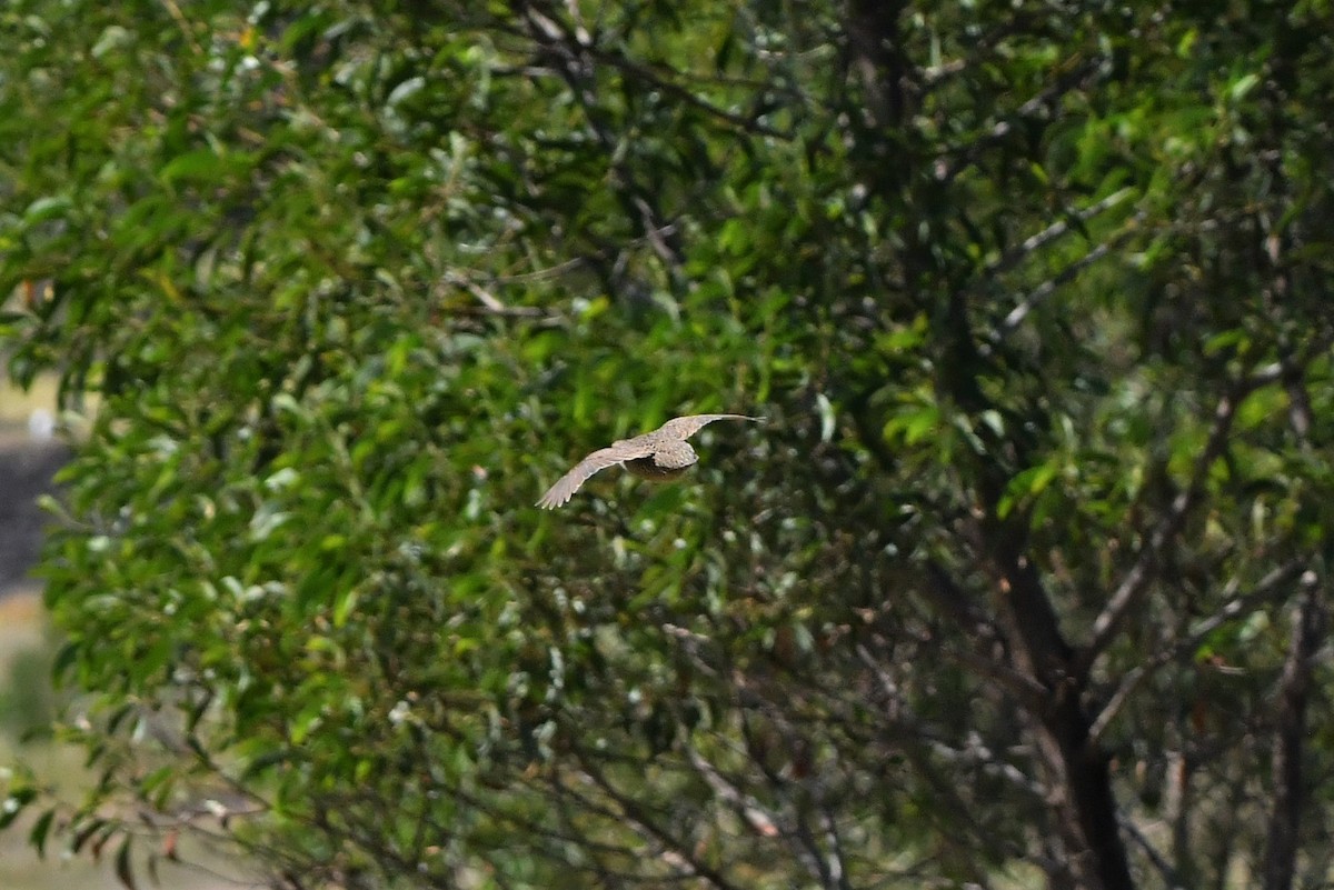 Brown Quail - ML282635301