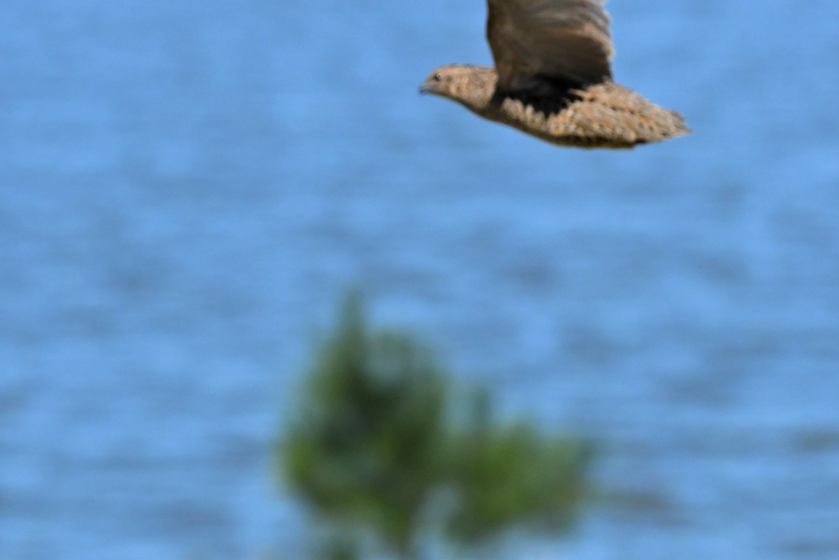 Brown Quail - ML282635331