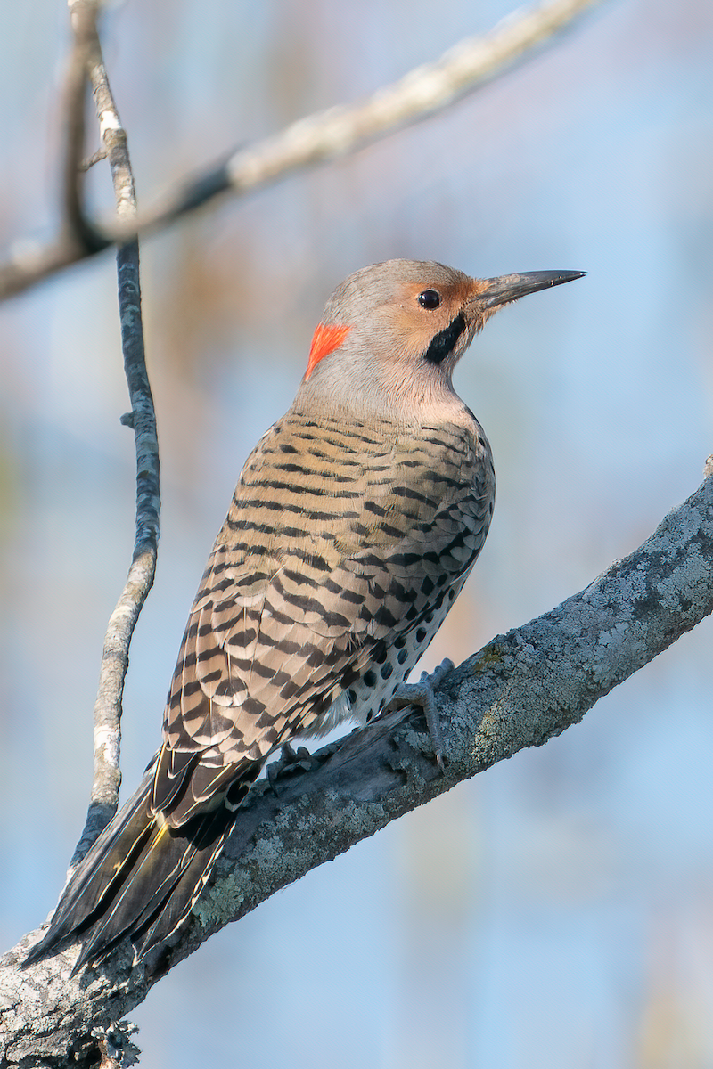 Northern Flicker - Bill Wood