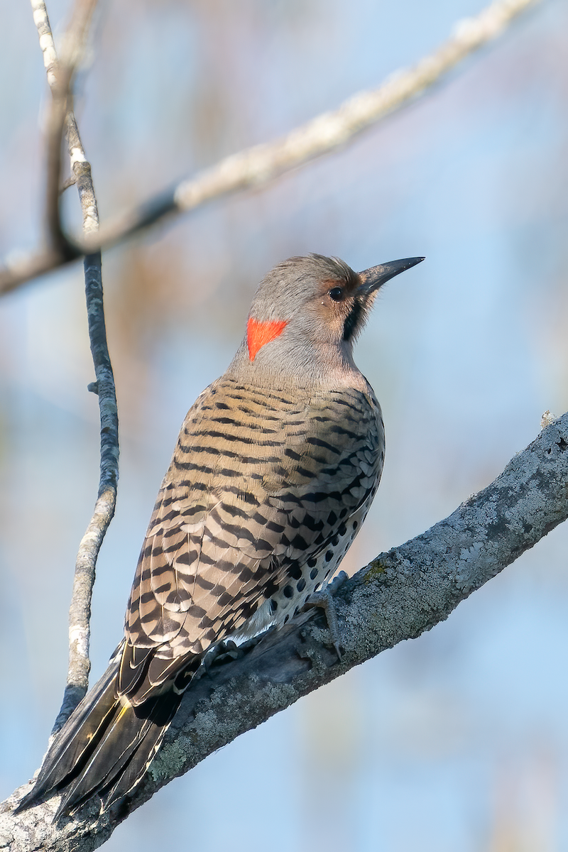 Northern Flicker - Bill Wood