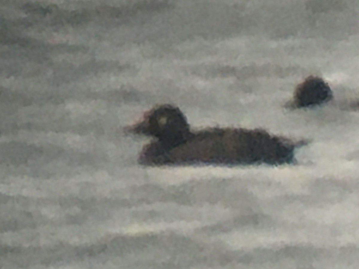 White-winged Scoter - ML282636461