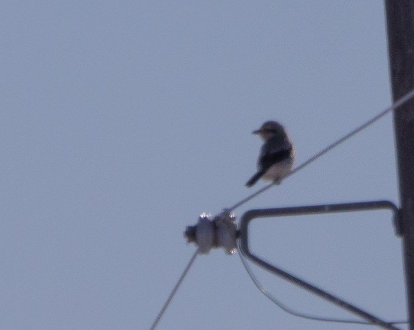 Northern Shrike - ML282638821