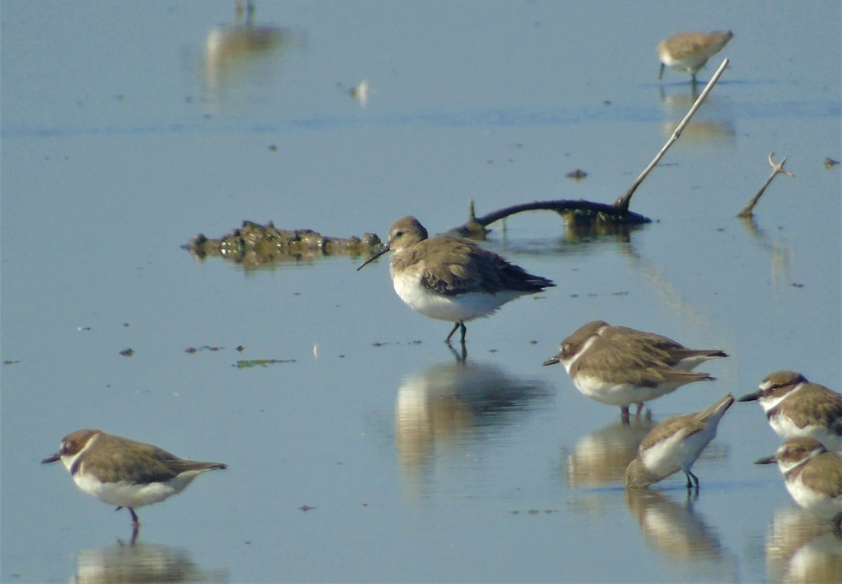 Dunlin - David Molina