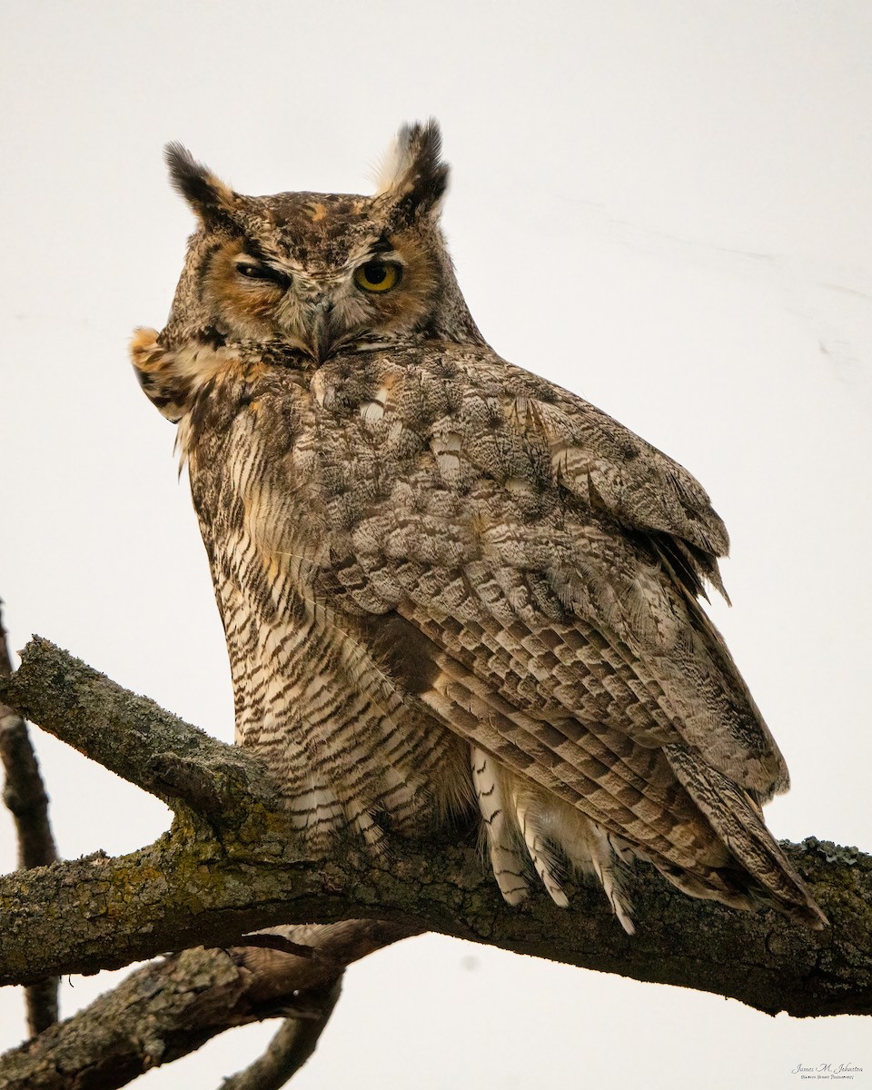 Great Horned Owl - James Johnston